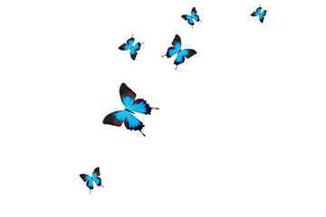 flying blue butterflies isolated on a white background © Fotograf