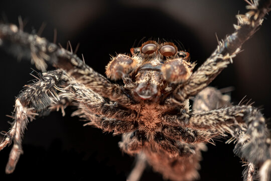 portia labiato jumping spider
