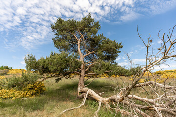 Baum in der Landschaft der Ostseeinsel Hiddensee in West-Rügen