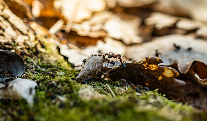 ants in the forest