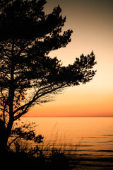 Baum vor Sonnenuntergang an der deutschen Ostseeküste