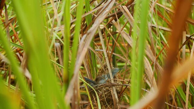 P&aacute;ssaro construindo seu ninho em meio ao brejo / Bird building its nest in the middle of the swamp - specie: bicudinho-do-brejo / Marsh-antwren