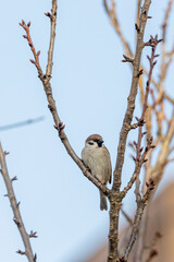 A sparrow sits in the branches of a cherry tree