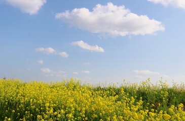 Obraz premium 堤防の菜の花 春の青空 風景