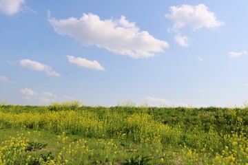 Fototapeta premium 堤防の菜の花 春の青空 風景