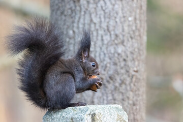 Naklejka na ściany i meble A dark brown European squirrel sitting on a branch