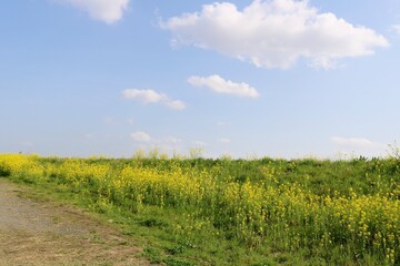 春の空　菜の花　河川　風景