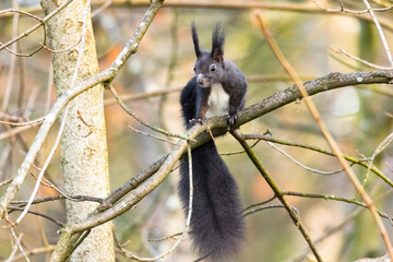 A dark brown European squirrel sitting on a branch