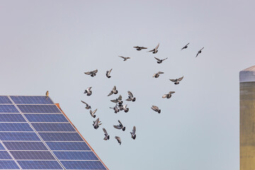 a flock of flying pigeons in front of a roof with solar panels on which a hawk is sitting