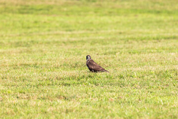 Buzzard on a mowed meadow