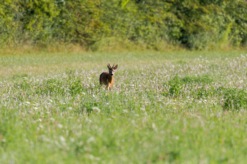 Naklejka premium Young roe deer in a meadow