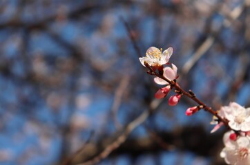 Macro of plum tree twig with white and pink flowers and buds over blue sky blurred background. Prunus blossom detail closeup with copy space. Spring orchard in bloom