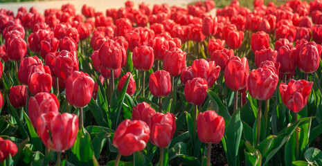 red tulips on a flower bed.