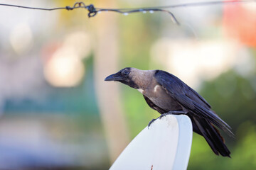 City life of Indian jungle crow 
