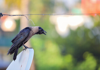 City life of Indian jungle crow	
