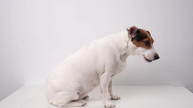 Dog breed Jack Russell Terrier asks for a delicious treat.