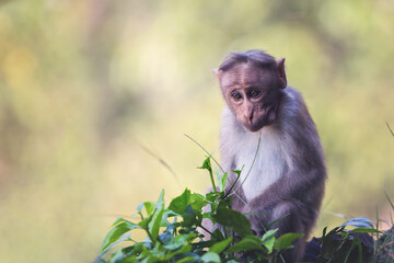 Little Monkey sitting on rock and posing to camera	
