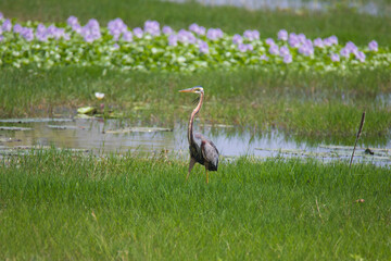 oriental purple heron in a marshland