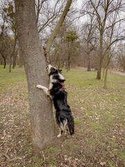 Australian Shepherd Dog playing with a toy in the spring park with the owner. Happy Aussie walks at outdoors sunny day.