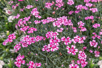 Dianthus caryophyllus, the carnation or clove pink. Flowers for parks, gardens balconies