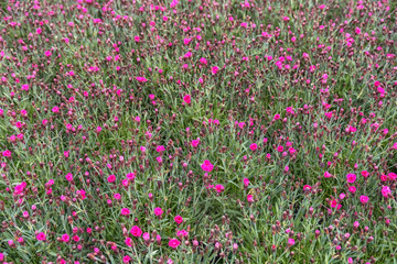 Dianthus caryophyllus. Flowers for parks, gardens. Background of flowers