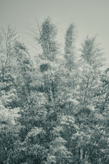 Portrait Zoom View Black and White Bamboo Tree on Sky Background with Natural Light