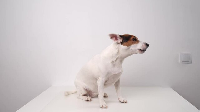 Dog breed Jack Russell Terrier performs commands request and voice for a yummy.
