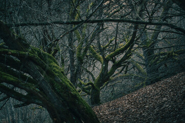twisted trees in creepy landscape