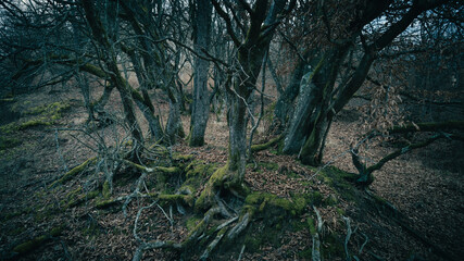 trees and roots in dark landscape