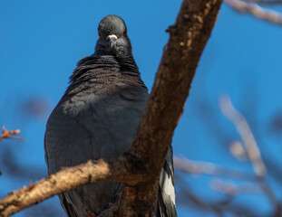 pigeon on the branch