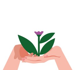 Hands holding a flower on a white background

