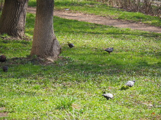 sheep on a meadow