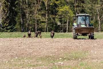 Der Erlebnis Wald Trappenkamp bietet auf mehr als 100 Hektar Wildgehege und Erlebnispfade ein einmaliges Naturerlebnis, hier eine Rotte Wildschweine