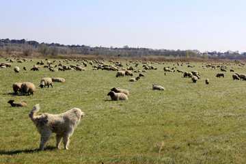 moutons et Patou