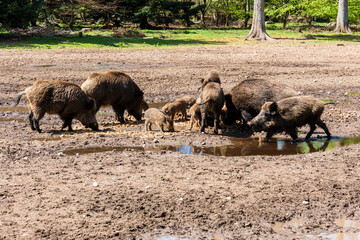 Der Erlebnis Wald Trappenkamp bietet auf mehr als 100 Hektar Wildgehege und Erlebnispfade ein einmaliges Naturerlebnis, hier eine Rotte Wildschweine