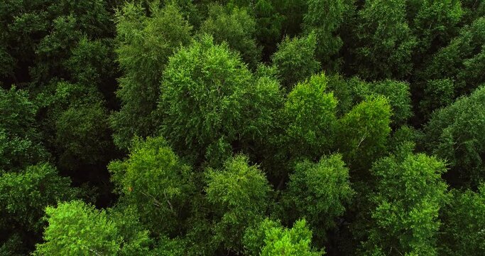 Dense deciduous mixed fresh green forest of northern temperate zone at summer cloudy evening - Aerial drone top down view