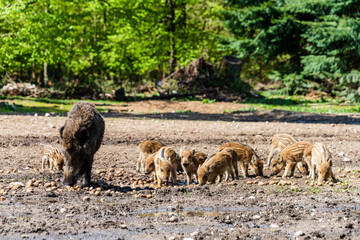 Der Erlebnis Wald Trappenkamp bietet auf mehr als 100 Hektar Wildgehege und Erlebnispfade ein...
