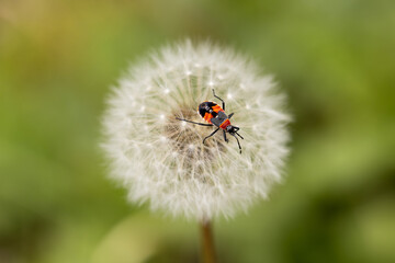 macro selective focus of Australian red and black Harlequin bug (Dindymus versicolor) on a dandelion seed