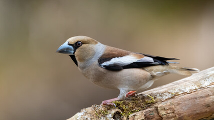 bird, natur, wild lebende tiere, tier, finch, bachstelze, wild, bird, frühling