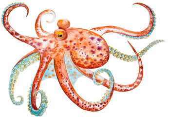 watercolor drawing of octopus © Viktoriia