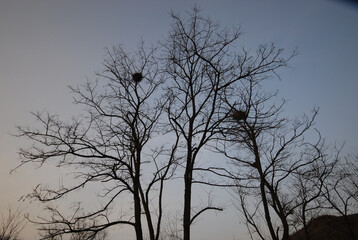 나무처럼 은근하고 끈기 있게