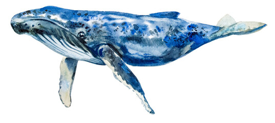 watercolor drawing of a whale