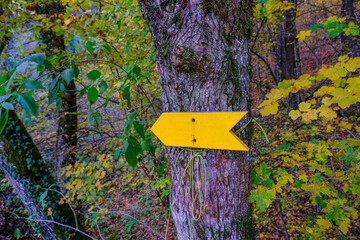 yellow arrow sign on tree close-up in forest. Trekking road sign on the woods. 