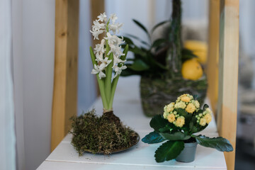 white hyacinth flower planted in moss