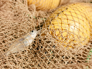 closeup of a fish net kept on the side of a pond