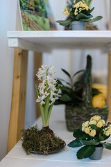 white hyacinth flower planted in moss