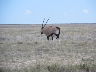 Naklejka premium Wildlife