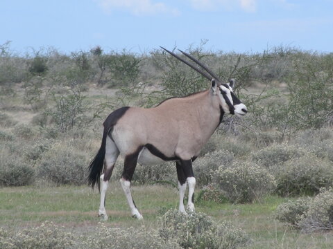 Wildlife