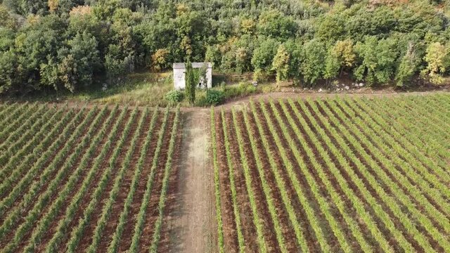Aerial view of vineyard rows, in the hilly countryside of Italy