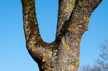 moss and lichens on the bark of a tree